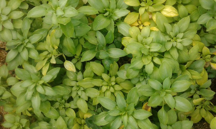 green house