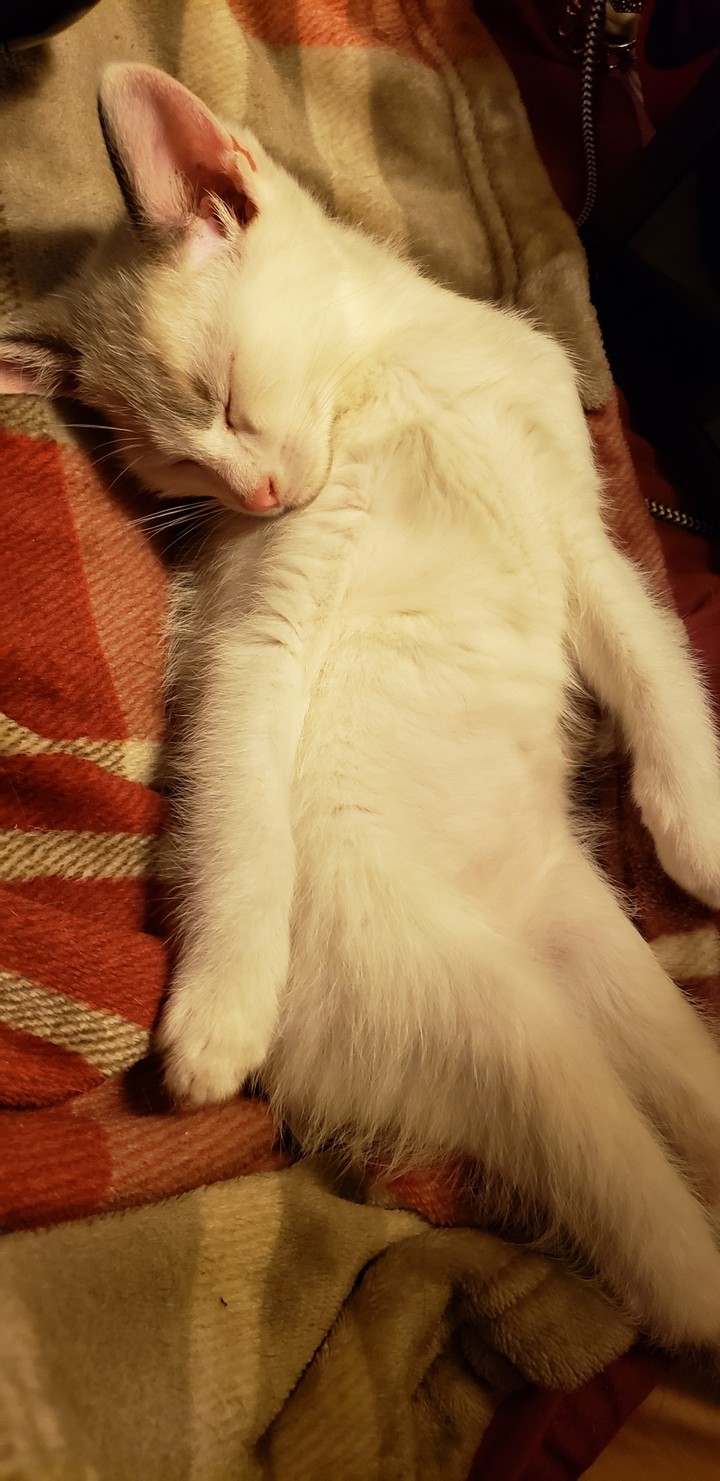 Kitty is sleepy
