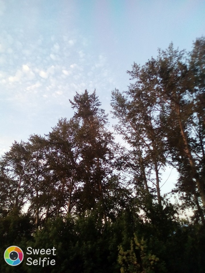 лес