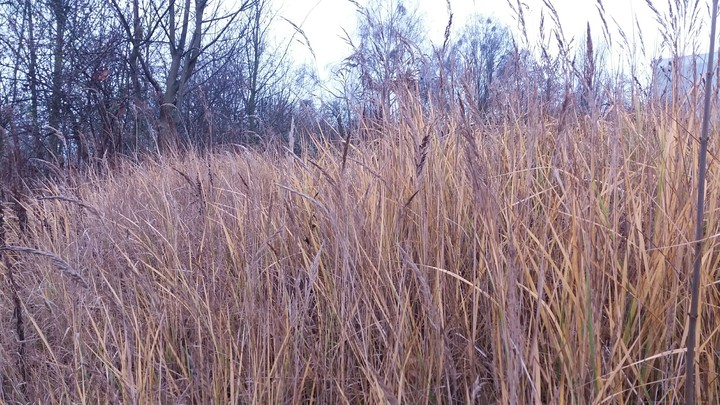 plants