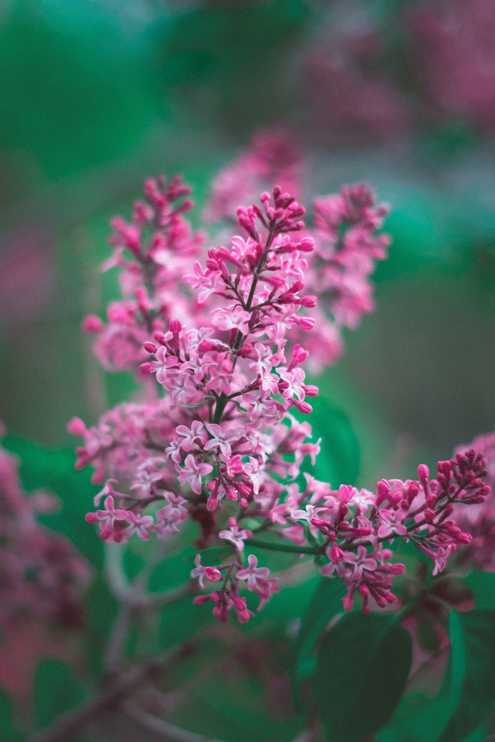 Spring