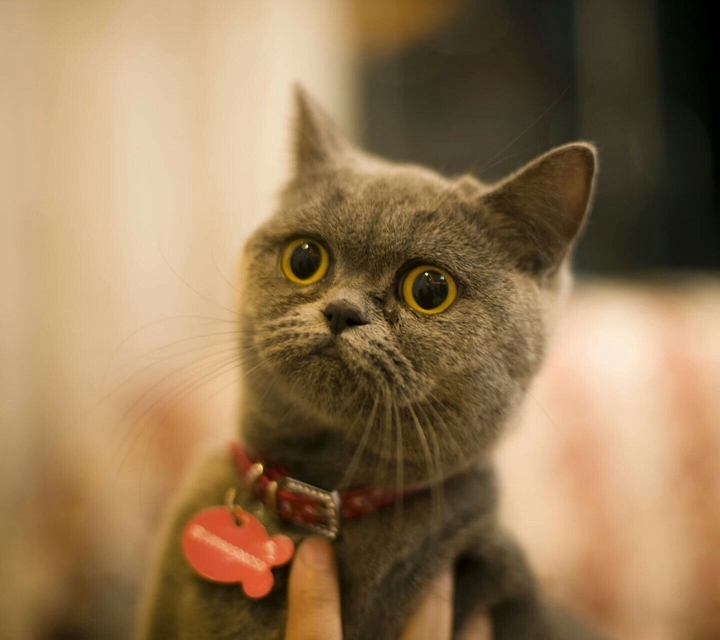 cute kiddy