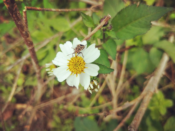 flowers2