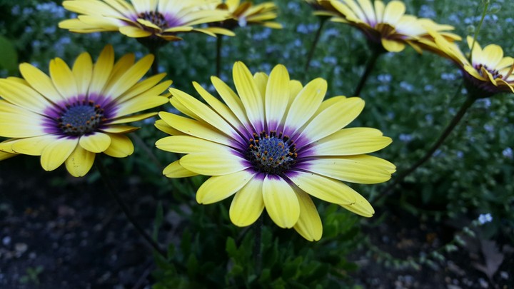Beautiful Flower