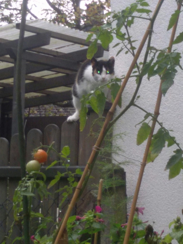 Neighbours cat