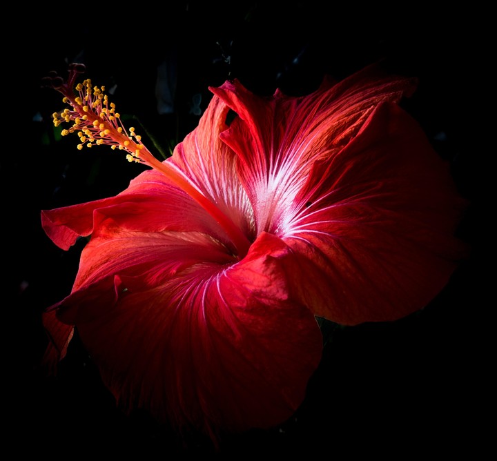 red hibiscus