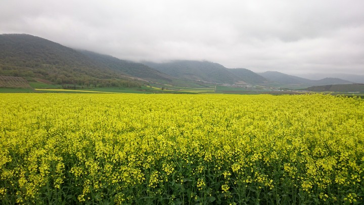 Rapeseed Farm in Golsetan, Iran