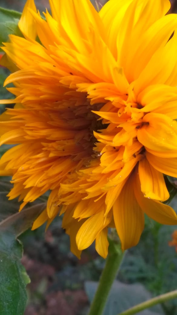 sunflower