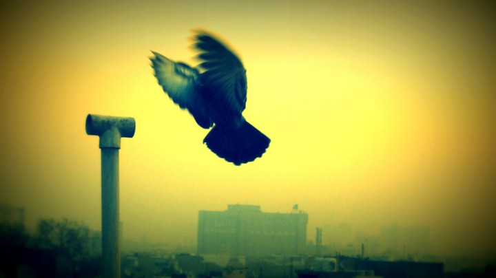 flocking birdy