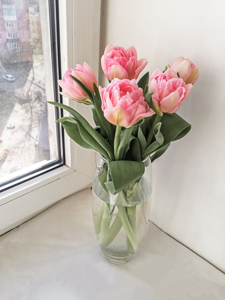 tulips