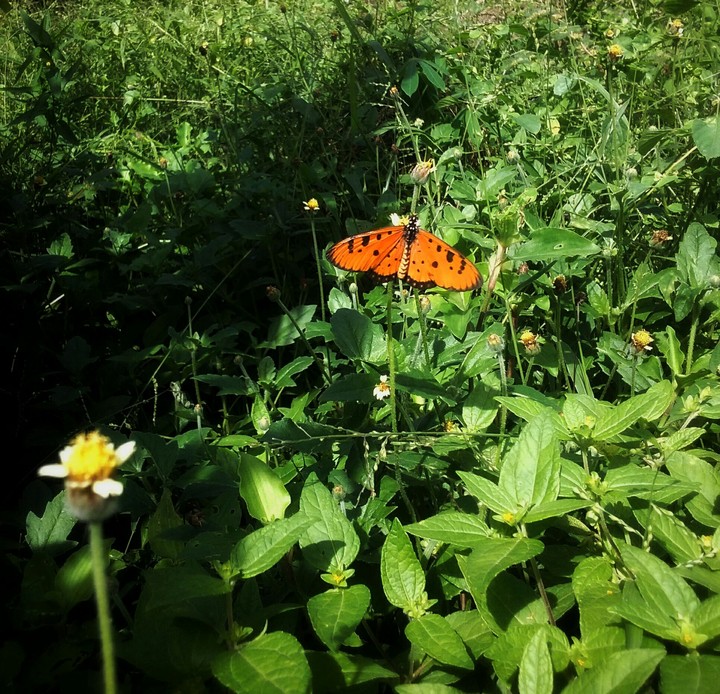 Butterfly
