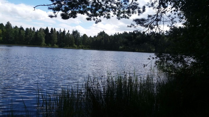 Lake in forest