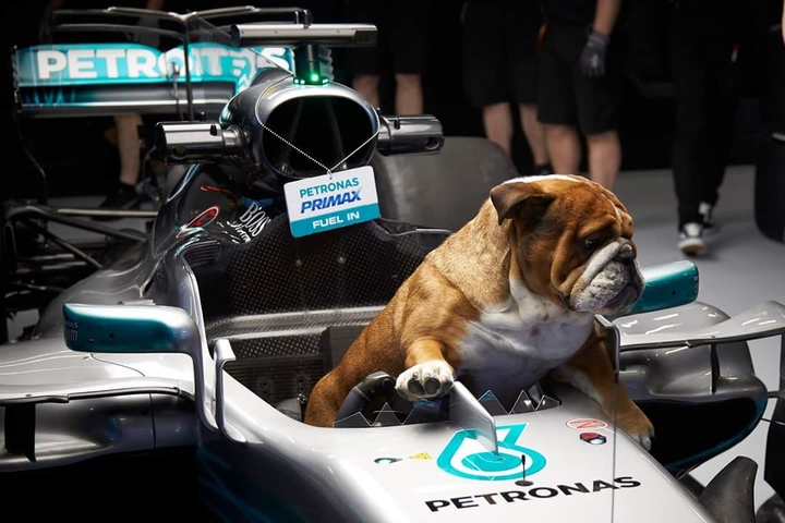 F1