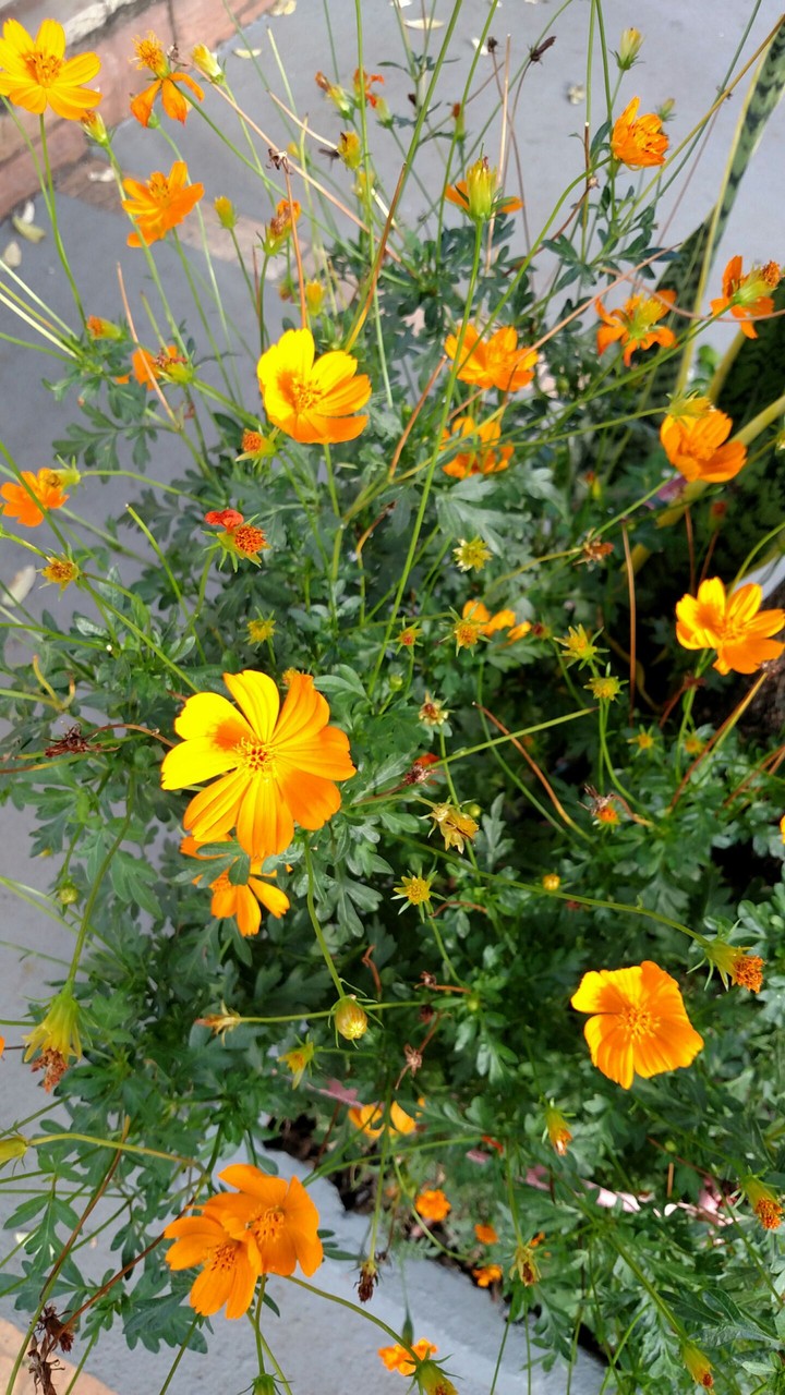 flores