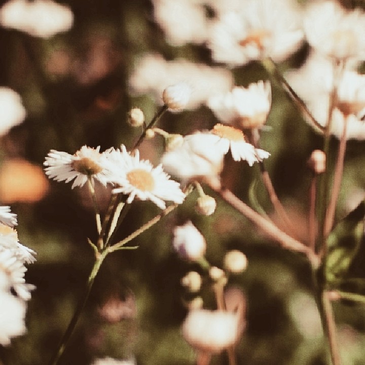 Flowers.