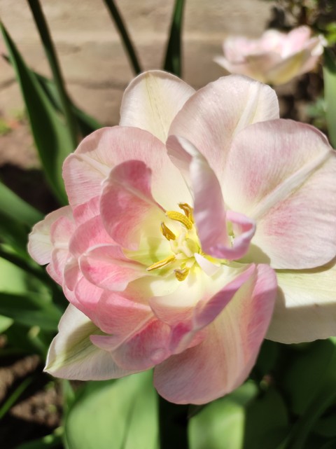 hình nền pink, rose