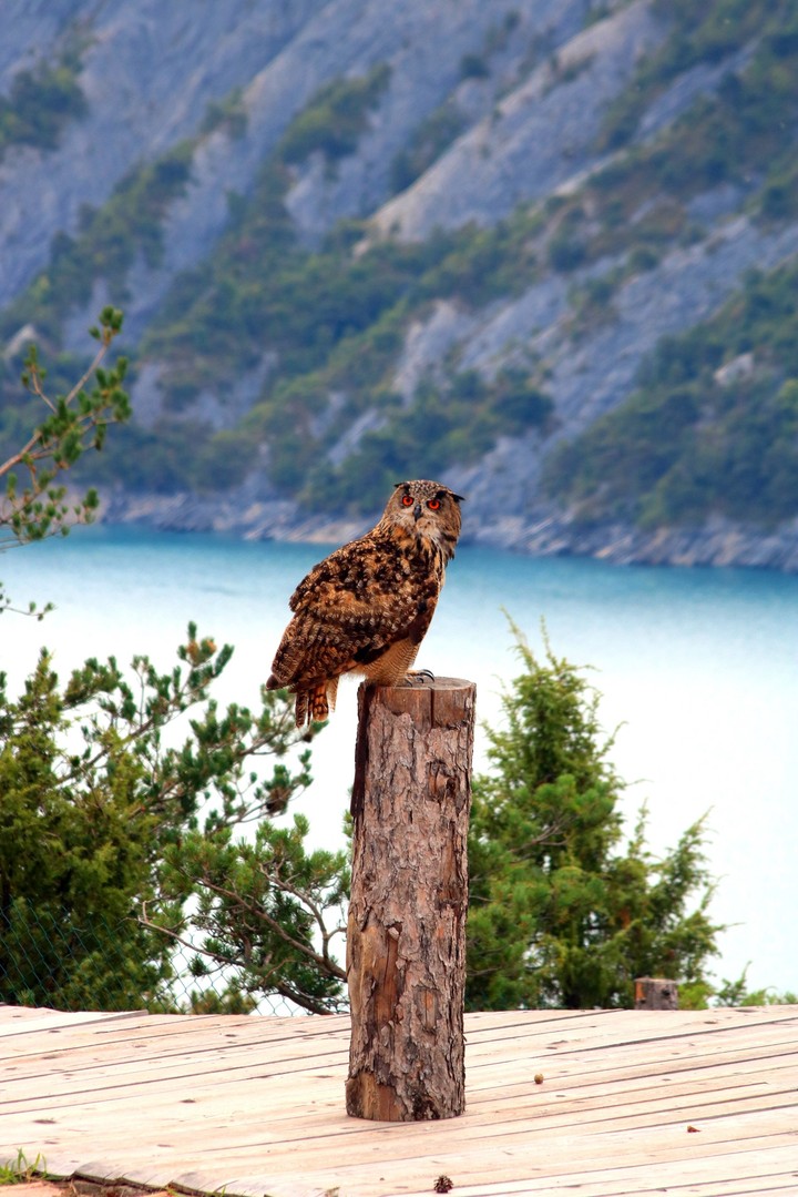 hiboux grand duc