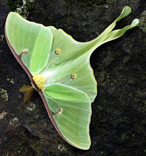 tapety arthropod, pollinator