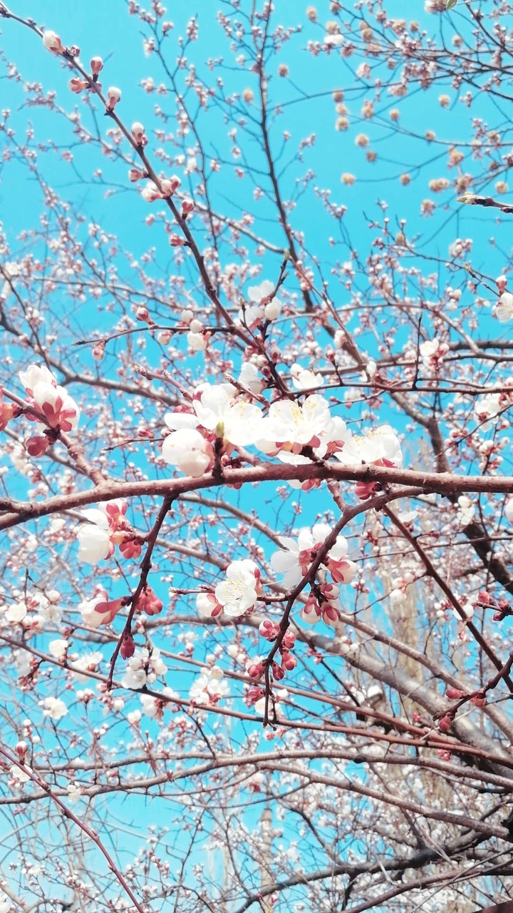 Young cherry