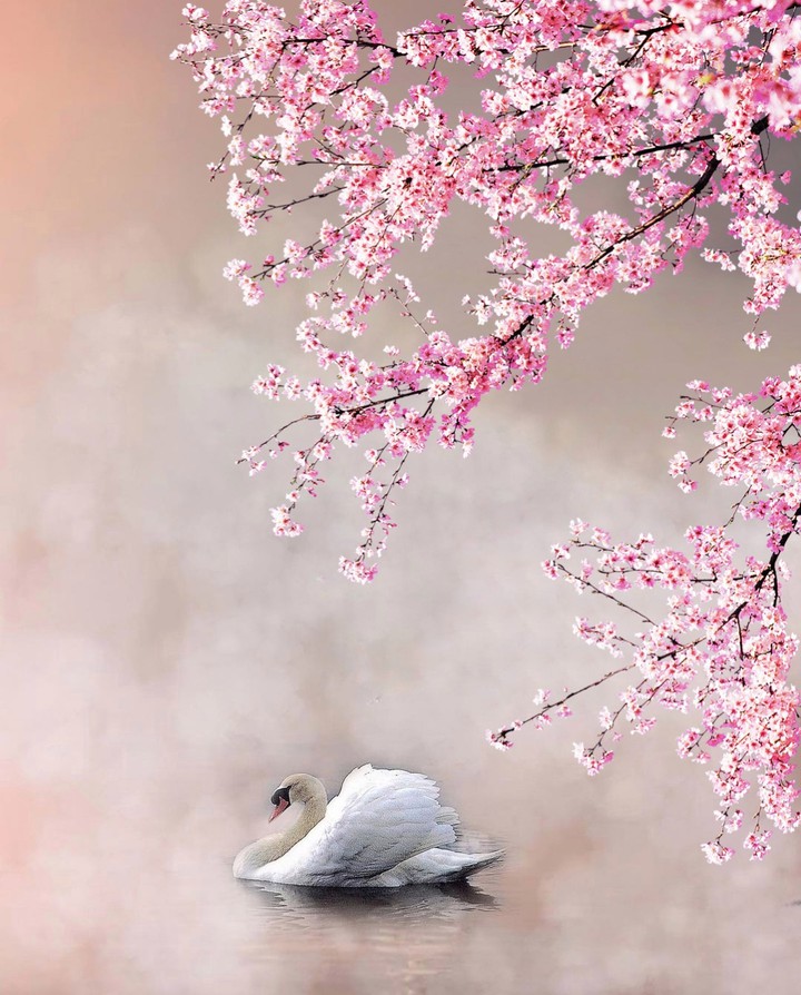 Spring