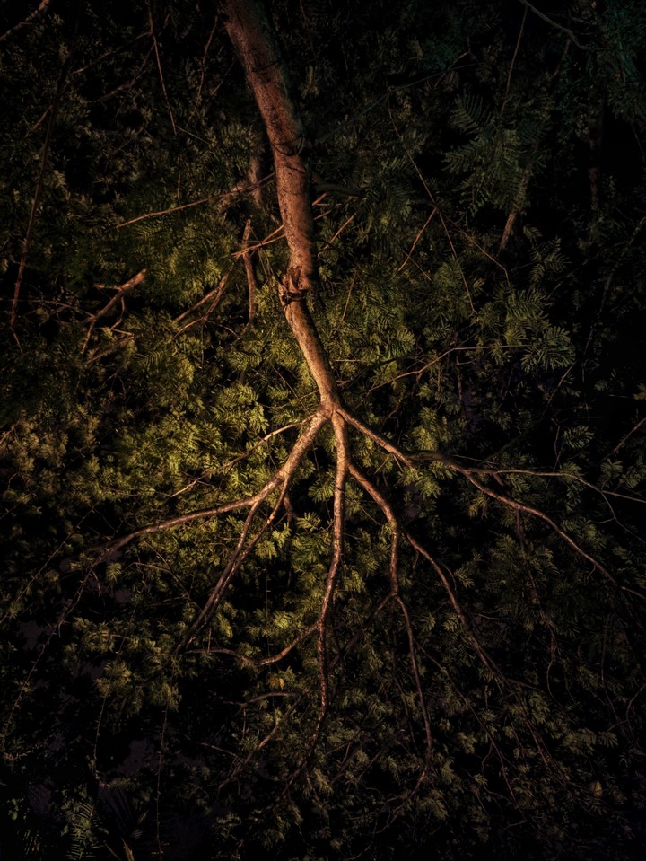 Tree.