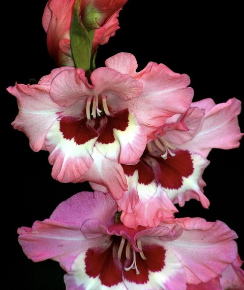 тапети pink, flower