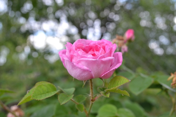rose