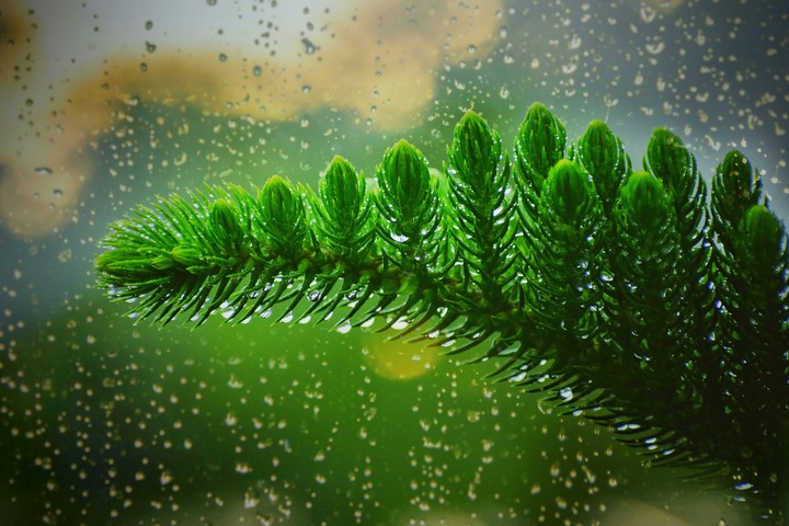 Rain on leaves
