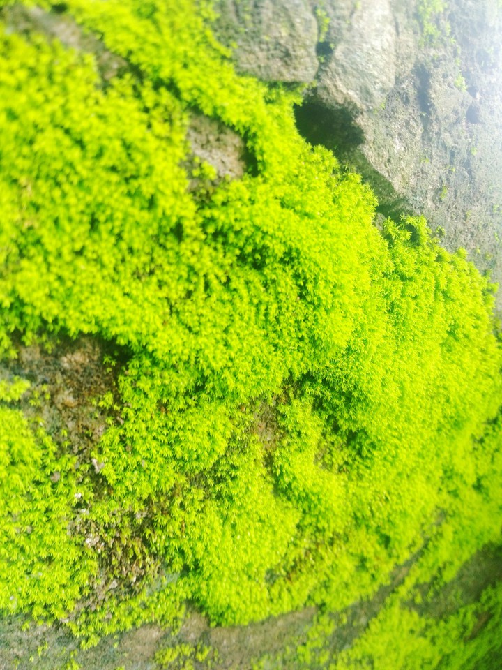 nature