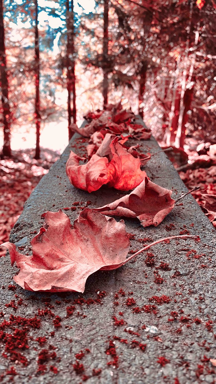 autumn it is!
