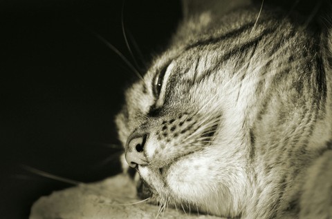 kitty