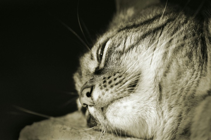 kitty