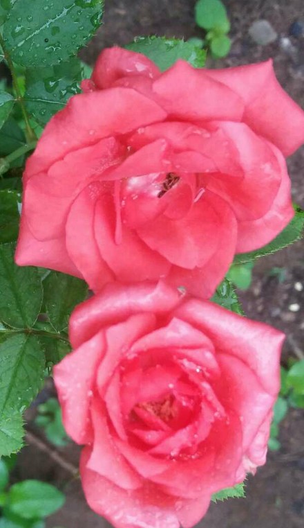 In my garden