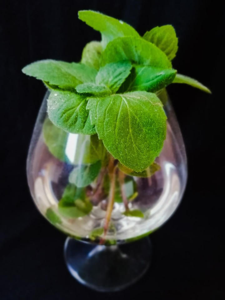 Mint