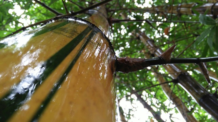 bamboo
