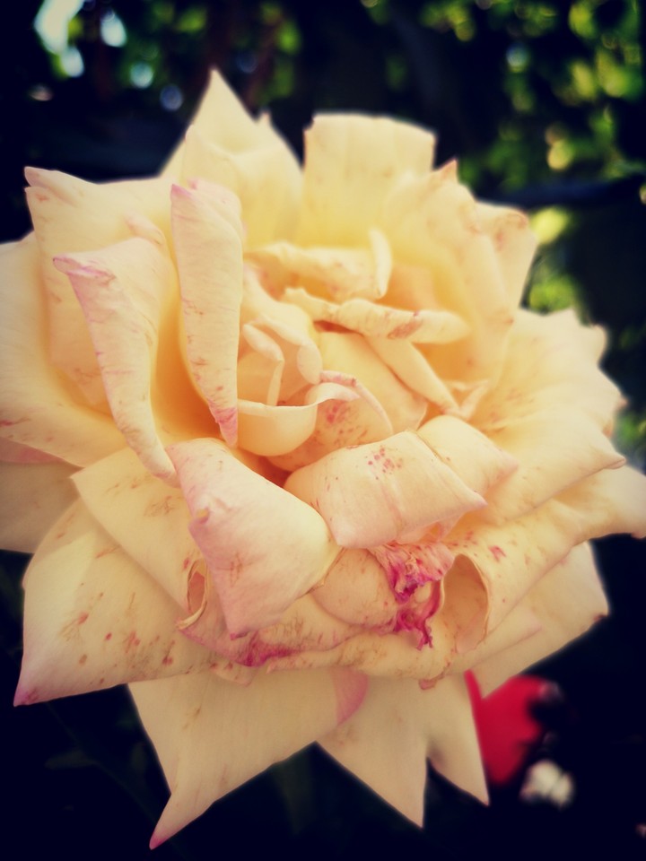 rose