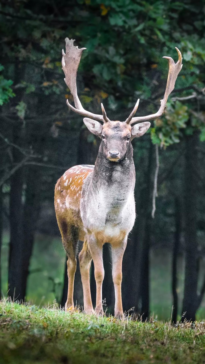 beautiful deer