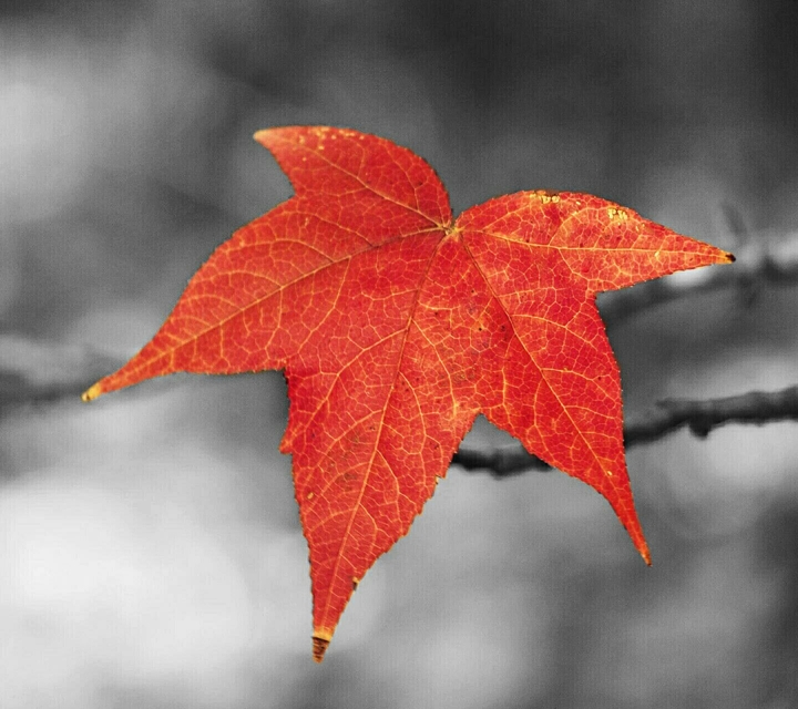 Maple leaf