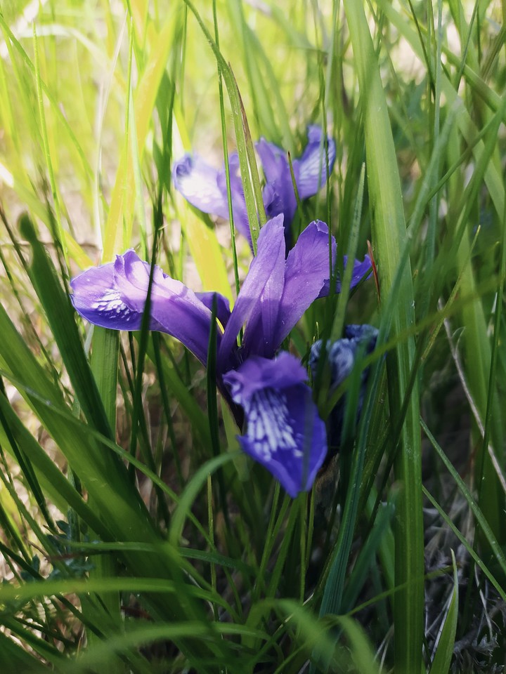 Iris