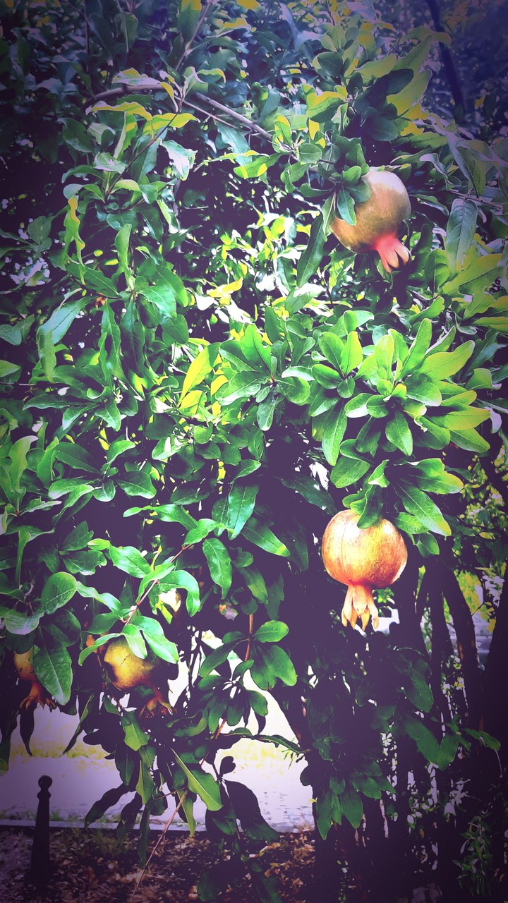 trees