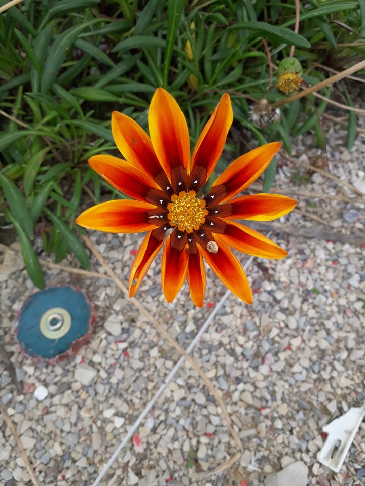 011