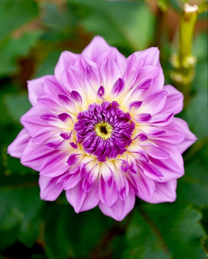 Dahlia