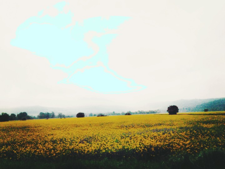 Yellow field ❤️