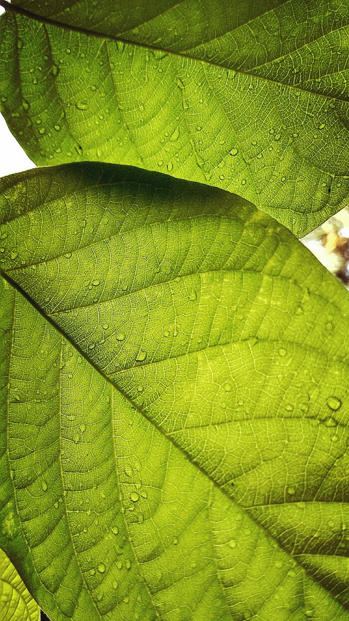 leaves