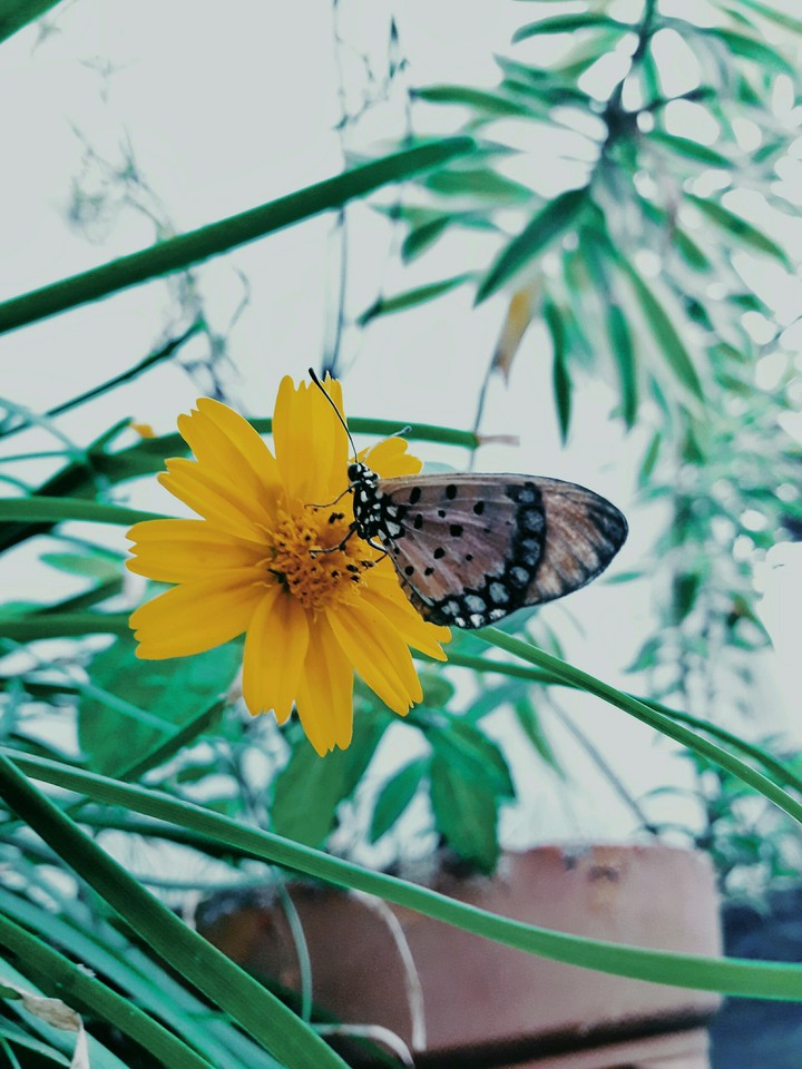 A Butterfly
