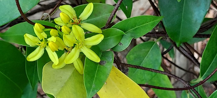 flower