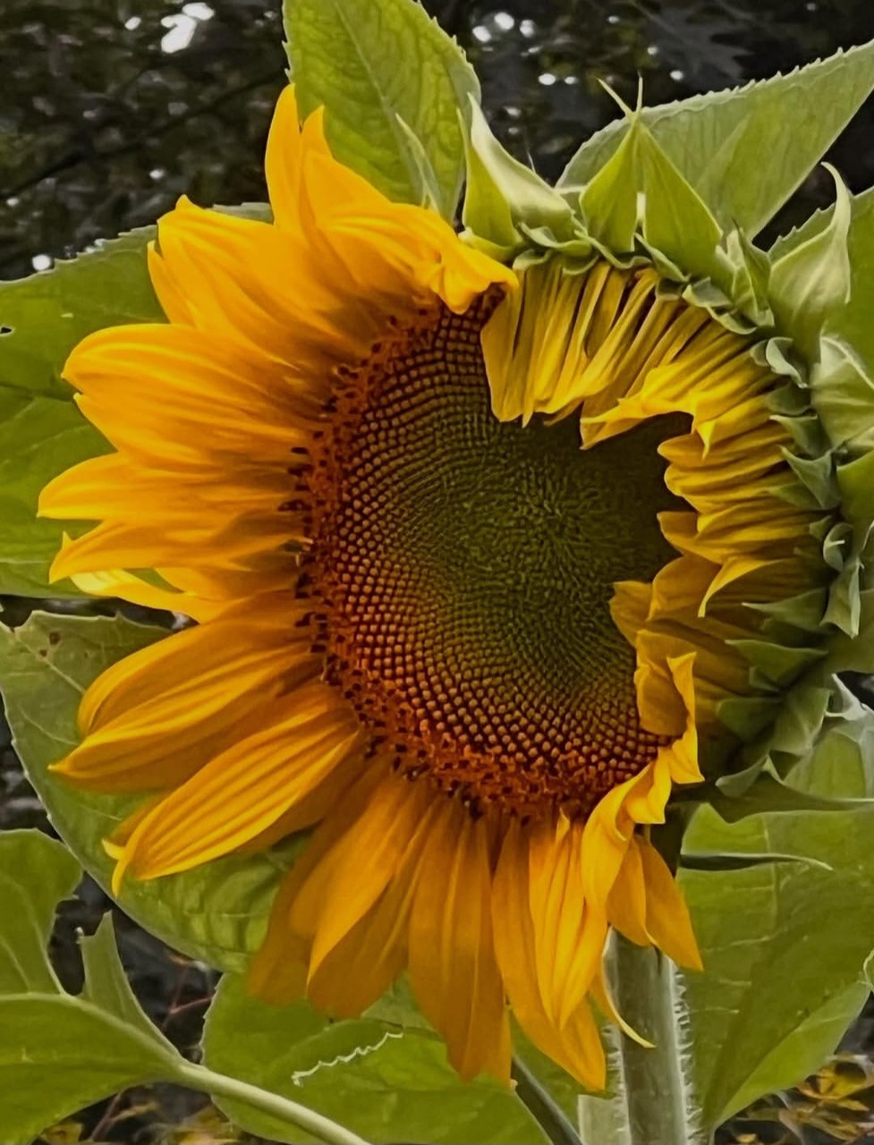 hình nền sunflowers, flower