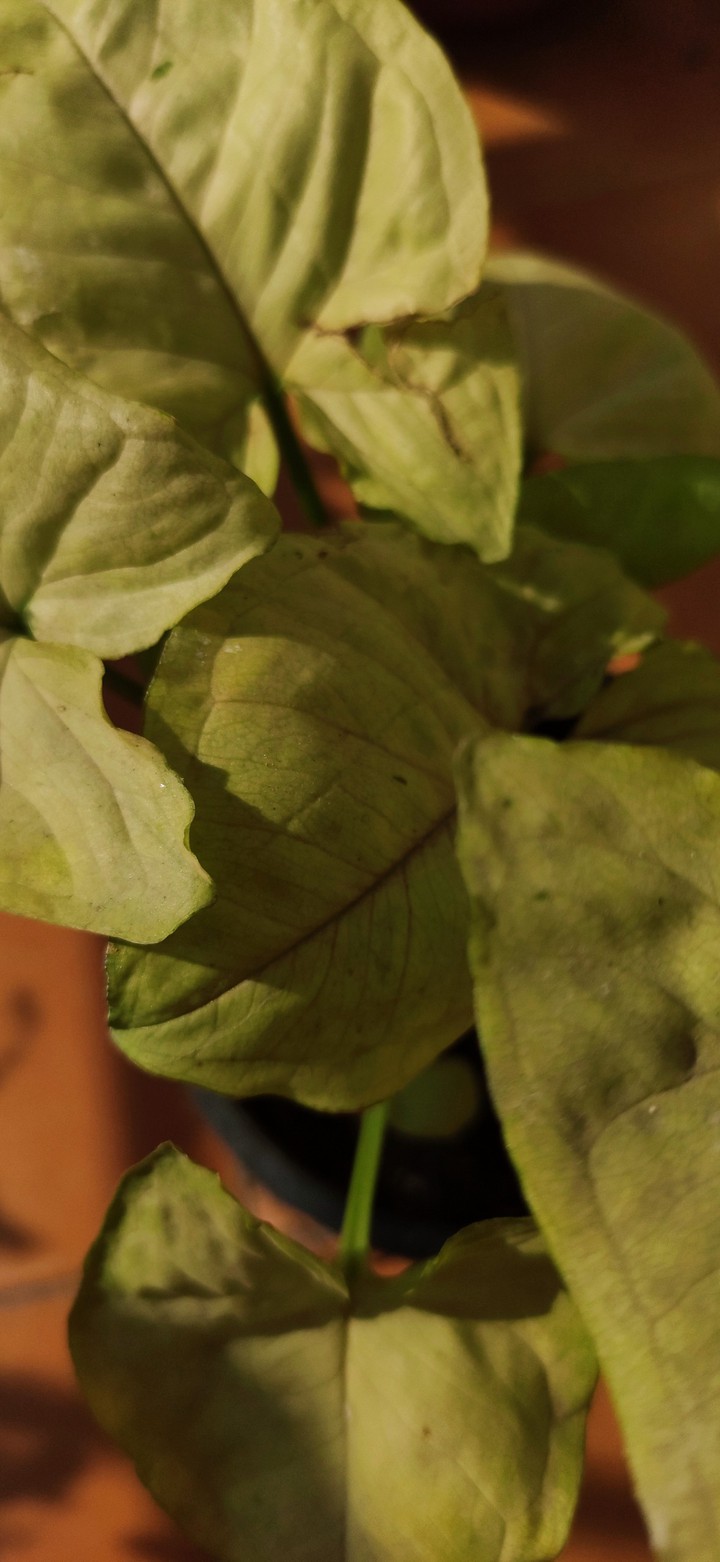 Leaves