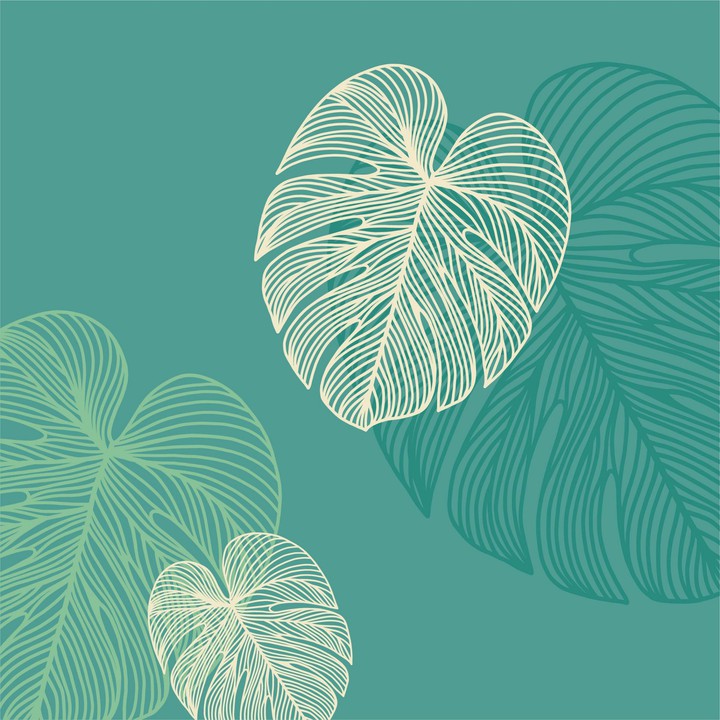 monstera leaves