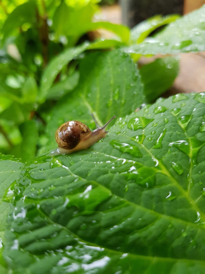 snail